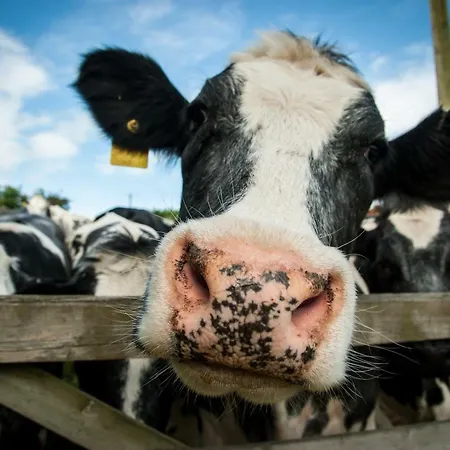 Bramble & Rossmoor *